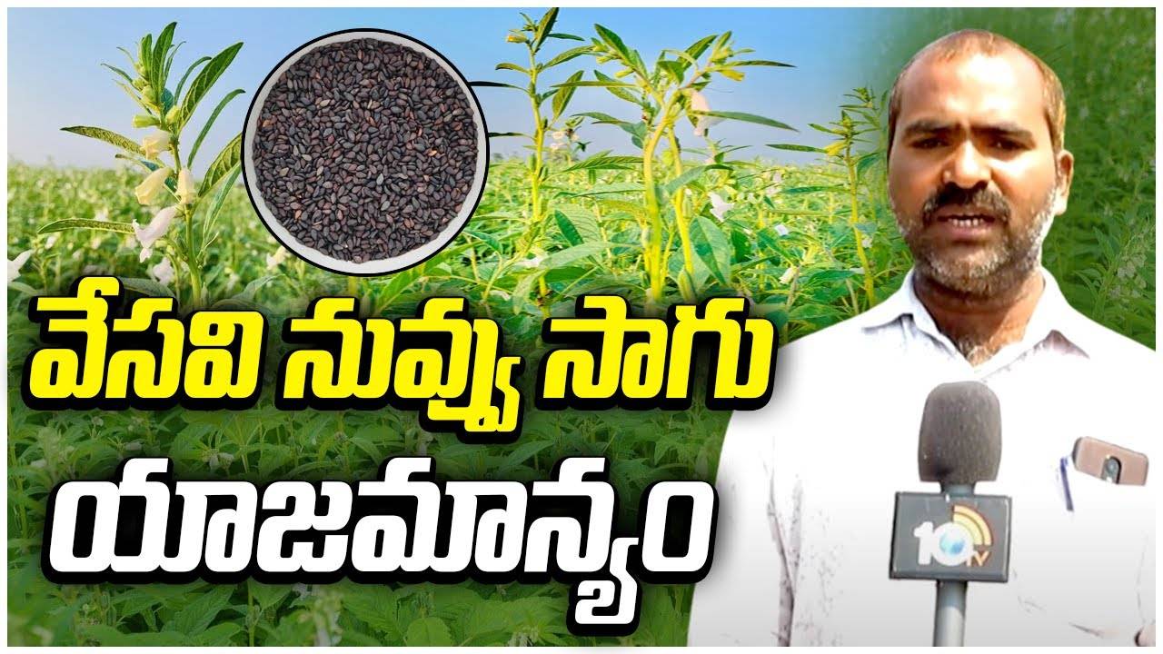 Sesame Cultivation : తెలుగు రాష్ట్రాల్లో పెరిగిన నువ్వు సాగు విస్తీర్ణం.. అధిక దిగుబడులకు మేలైన యాజమాన్యం Sesame Cultivation : తెలుగు రాష్ట్రాల్లో పెరిగిన నువ్వు సాగు విస్తీర్ణం.. అధిక దిగుబడులకు మేలైన యాజమాన్యం