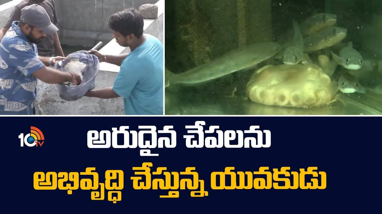 Rare Fishes Farming : అరుదైన చేపలను పెంచుతున్న యువకుడు.. సొంతంగా ఫాం పెట్టుకుని స్వయం ఉపాధిపై శిక్షణ ఇస్తూ..! Rare Fishes Farming : అరుదైన చేపలను పెంచుతున్న యువకుడు.. సొంతంగా ఫాం పెట్టుకుని స్వయం ఉపాధిపై శిక్షణ ఇస్తూ..!