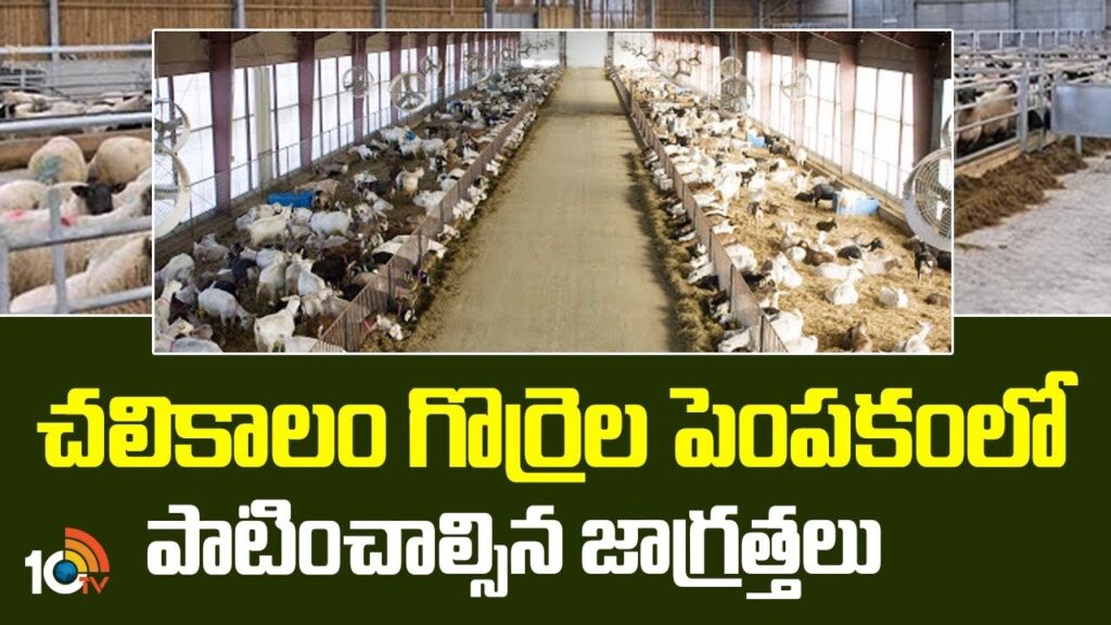 Sheep Farming