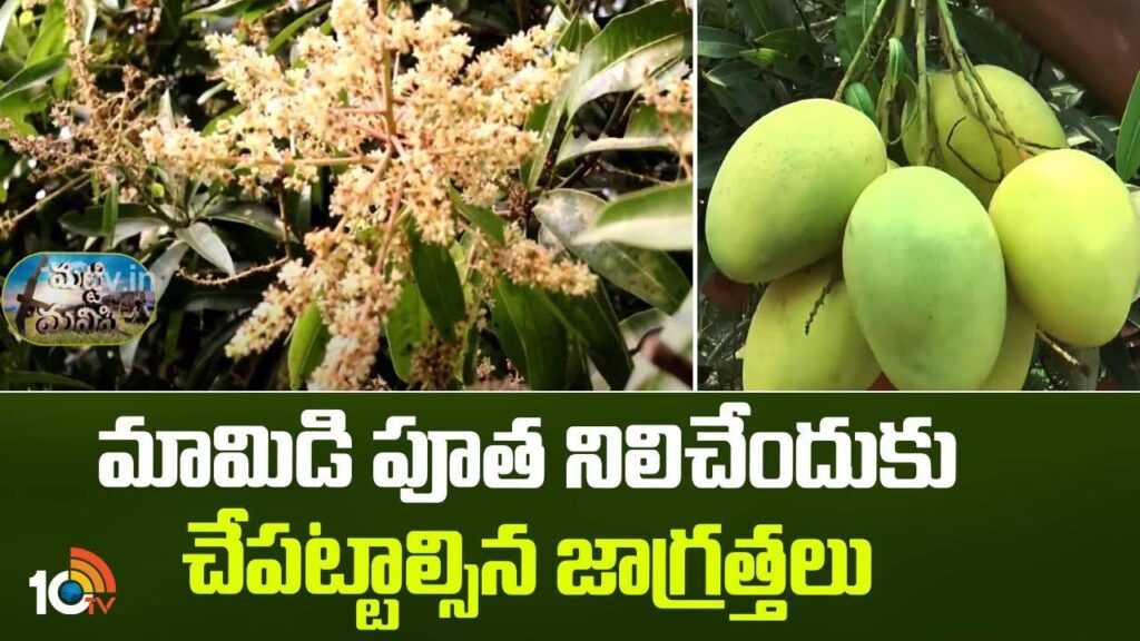 Suggestions for Mango Coating
