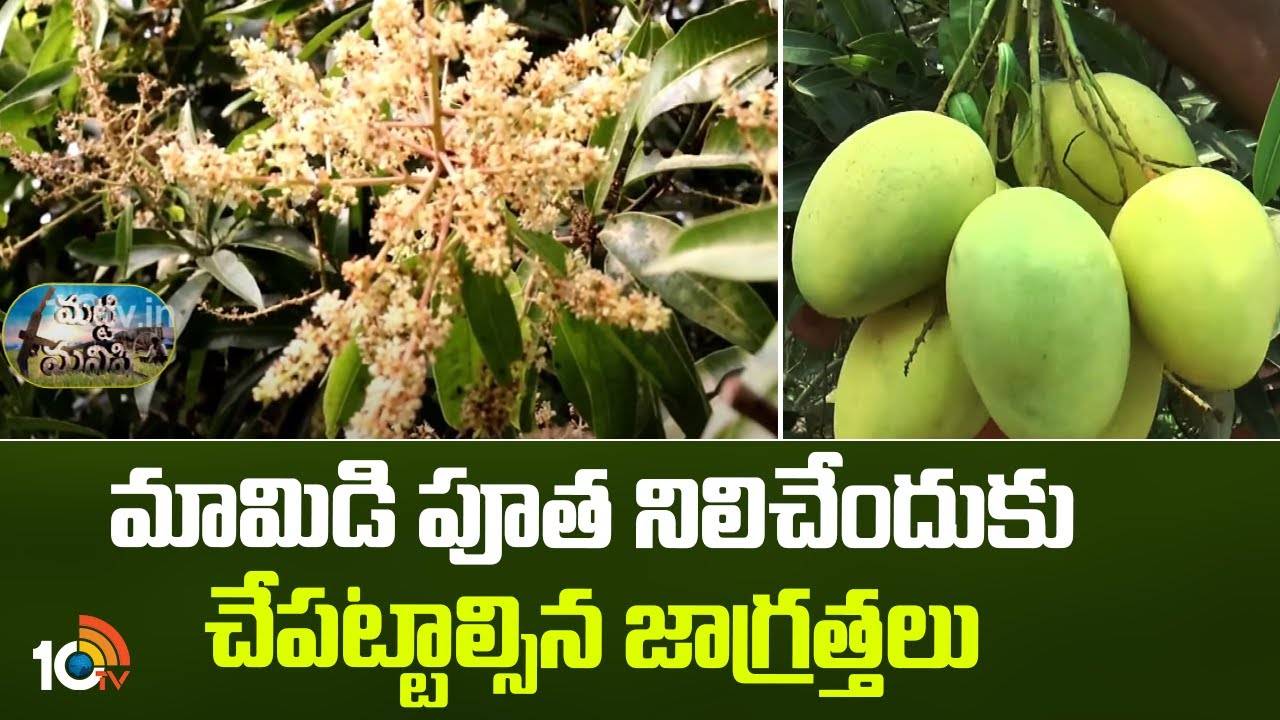 Mango Coating : మామిడిలో మంచి దిగుబడులు పొందాలంటే.. పూత దశ నుంచే ఈ జాగ్రత్తలు తప్పనిసరి Mango Coating : మామిడిలో మంచి దిగుబడులు పొందాలంటే.. పూత దశ నుంచే ఈ జాగ్రత్తలు తప్పనిసరి