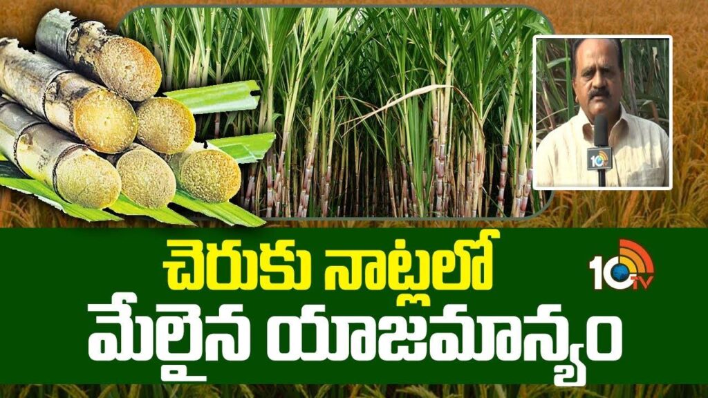 Superior Ownership in Sugarcane Cultivation