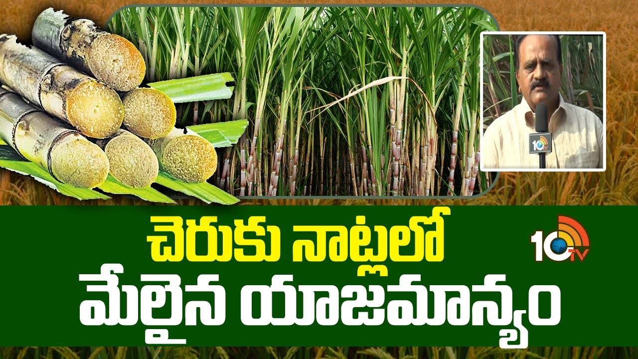 Sugarcane Cultivation : చెరకు సాగుకు సిద్ధమవుతున్న రైతులు.. ఈ మెళకువలు పాటిస్తే దిగుబడులే దిగుబడులు Sugarcane Cultivation : చెరకు సాగుకు సిద్ధమవుతున్న రైతులు.. ఈ మెళకువలు పాటిస్తే దిగుబడులే దిగుబడులు