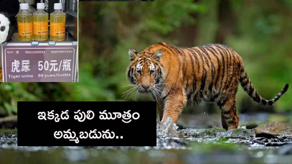 Tiger Urine Selling