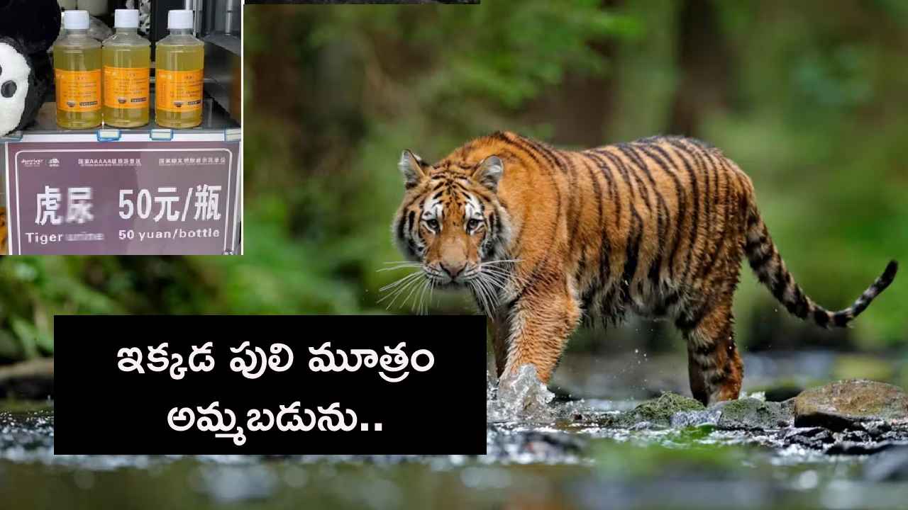 Tiger Urine : పులి యూరిన్ అమ్ముతున్న జూ.. బాటిల్ రూ.596 అట.. ఆ రోగం తగ్గుతుందని ప్రచారం చేసి.. Tiger Urine : పులి యూరిన్ అమ్ముతున్న జూ.. బాటిల్ రూ.596 అట.. ఆ రోగం తగ్గుతుందని ప్రచారం చేసి..
