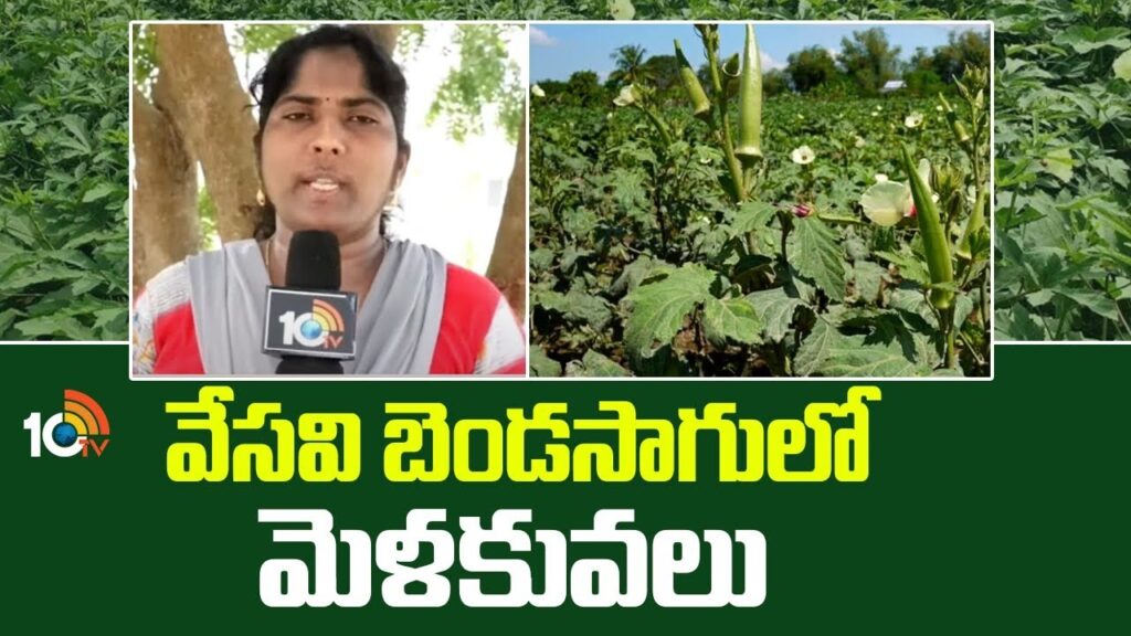 Tips for Lady finger Cultivation In Summer Season