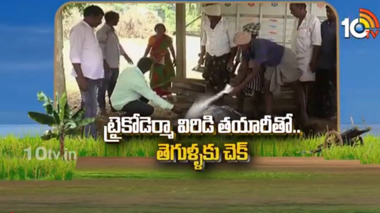 Trichoderma Viride : ట్రైకోడెర్మా విరిడి తయారీతో.. తెగుళ్ళకు చెక్ Trichoderma Viride : ట్రైకోడెర్మా విరిడి తయారీతో.. తెగుళ్ళకు చెక్