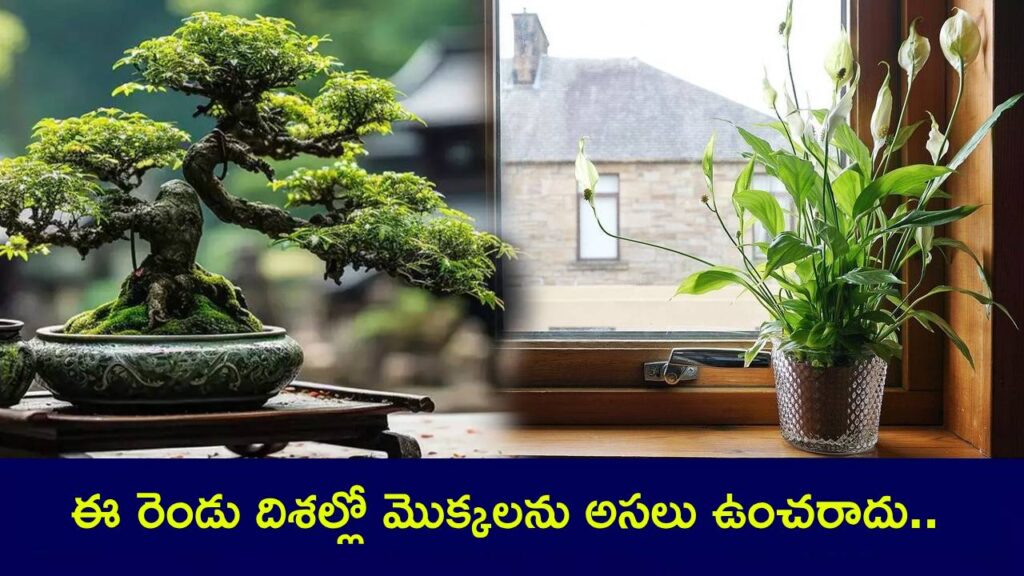 Why Plants Shouldn't Live in These Two Directions