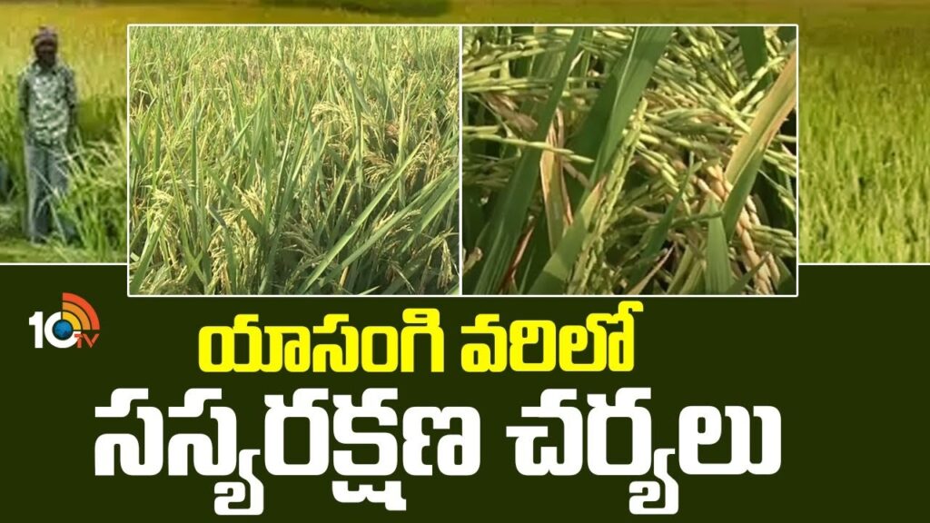 Yasangi Paddy Cultivation