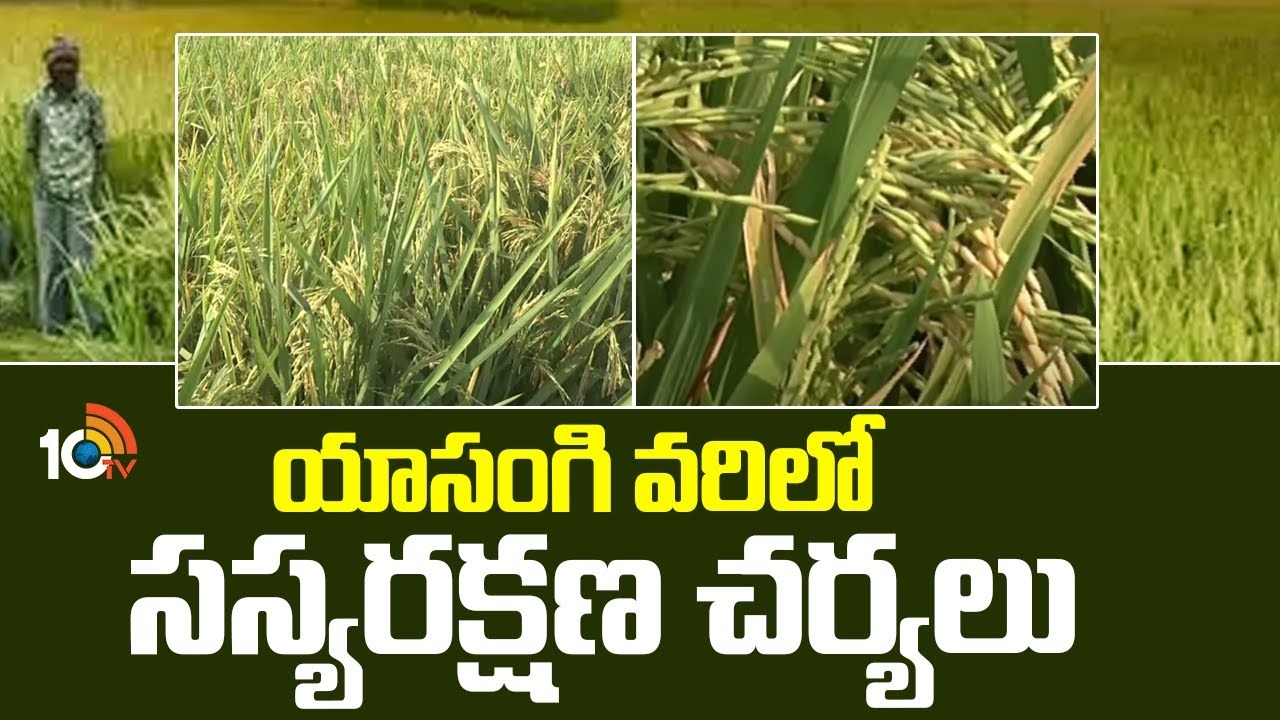 Yasangi Paddy Cultivation : యాసంగి వరికి తెగుళ్లు ఆశించే అవకాశం – ముందస్తు సమగ్ర సస్యరక్షణ చర్యలు Yasangi Paddy Cultivation : యాసంగి వరికి తెగుళ్లు ఆశించే అవకాశం – ముందస్తు సమగ్ర సస్యరక్షణ చర్యలు