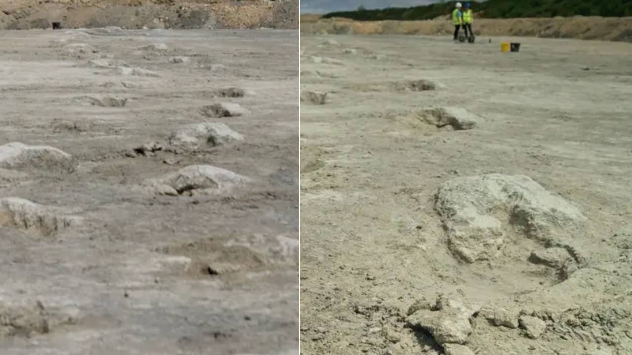 dinosaur footprint 