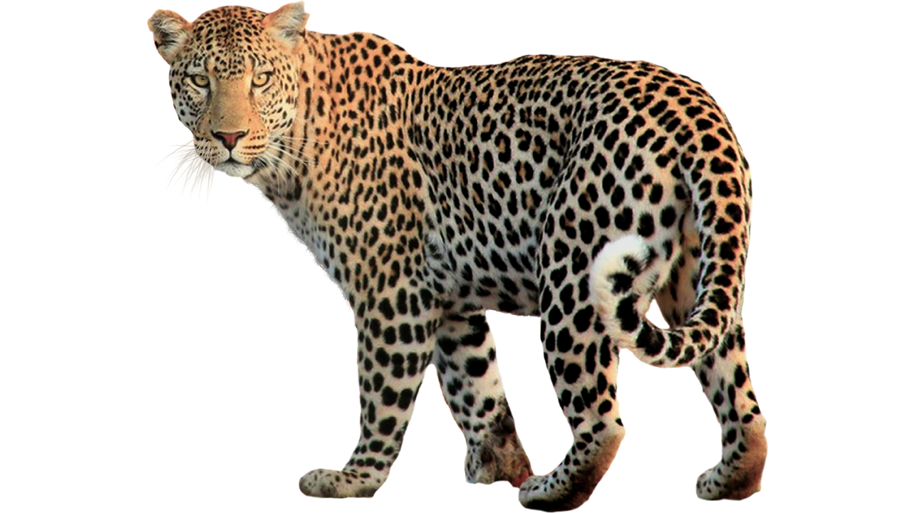 Leopard Spotted Visulas: పొలాల్లో చిరుత సంచారం..వీడియో వైరల్