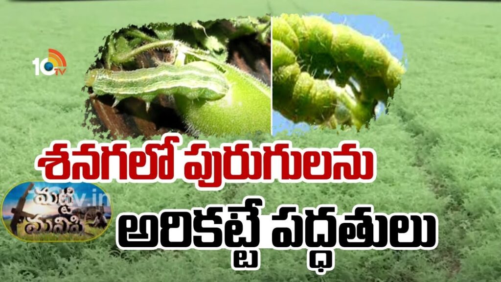 pest control In besan Cultivation