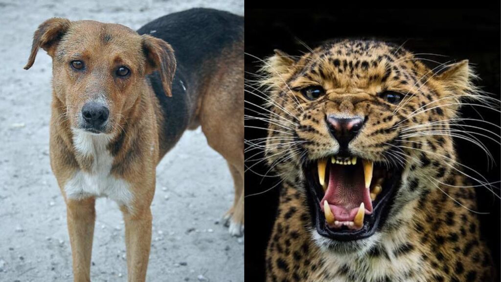 Stray dog, leopard