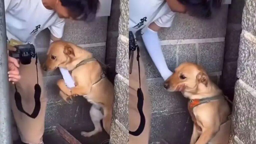 Viral Video