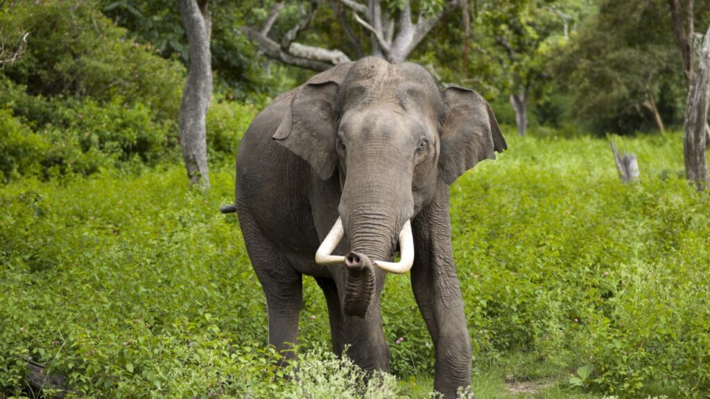 Elephants attack