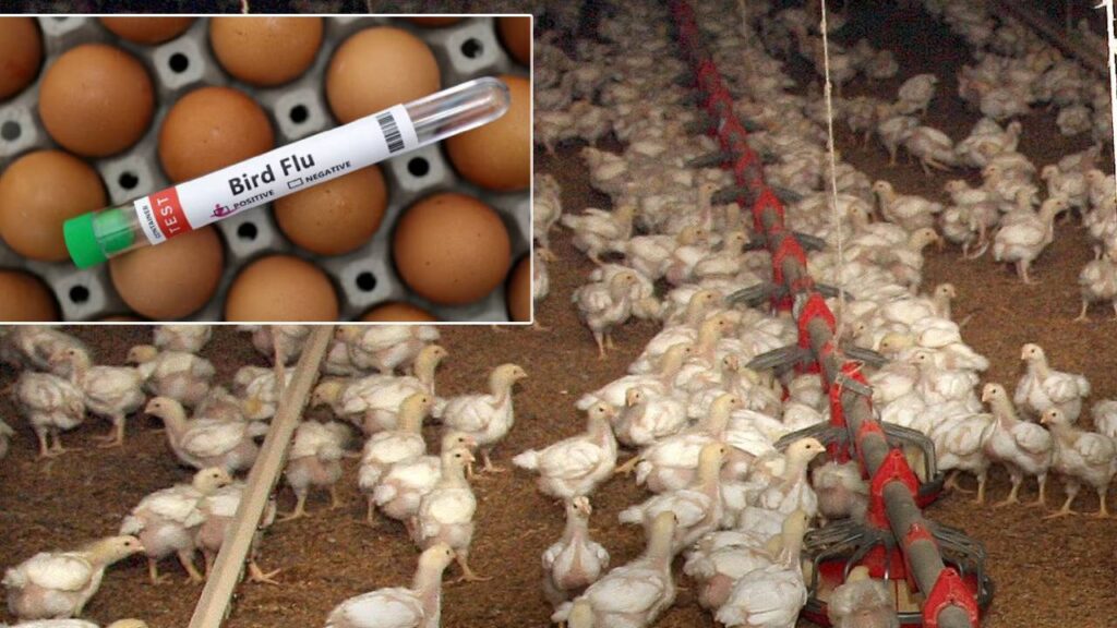 Bird Flu