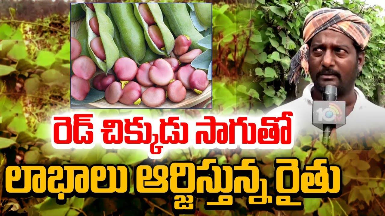 Broad Beans Farming : రెడ్ చిక్కుడు సాగు.. తక్కువ సమయంలోనే లక్షల్లో ఆదాయం సంపాదిస్తున్న రైతు..! Broad Beans Farming : రెడ్ చిక్కుడు సాగు.. తక్కువ సమయంలోనే లక్షల్లో ఆదాయం సంపాదిస్తున్న రైతు..!