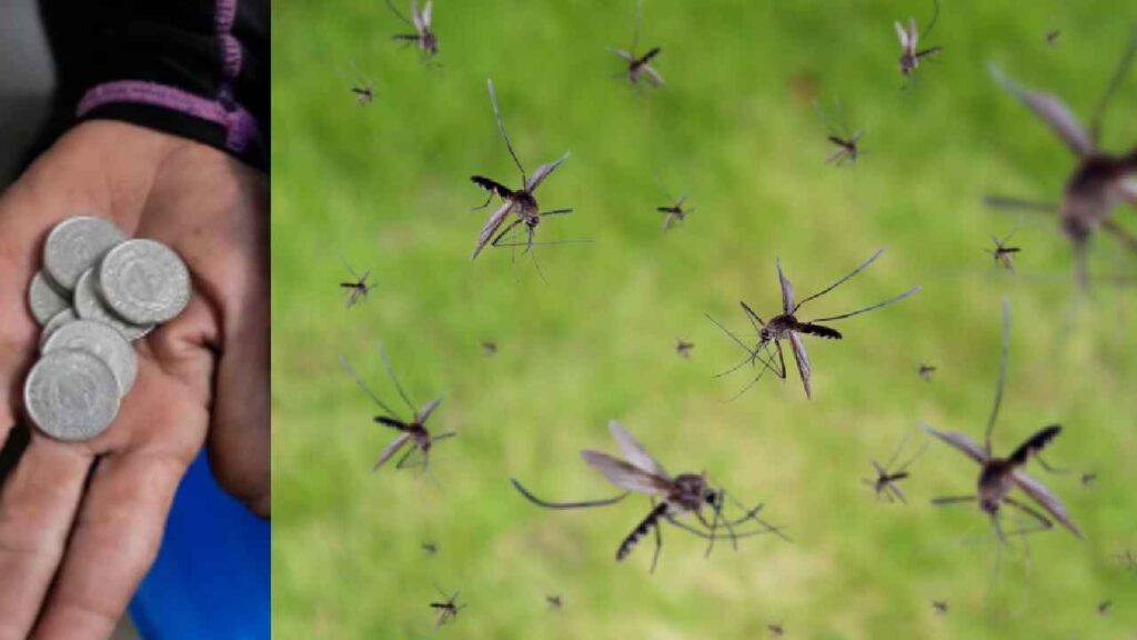 Cash For Mosquitoes