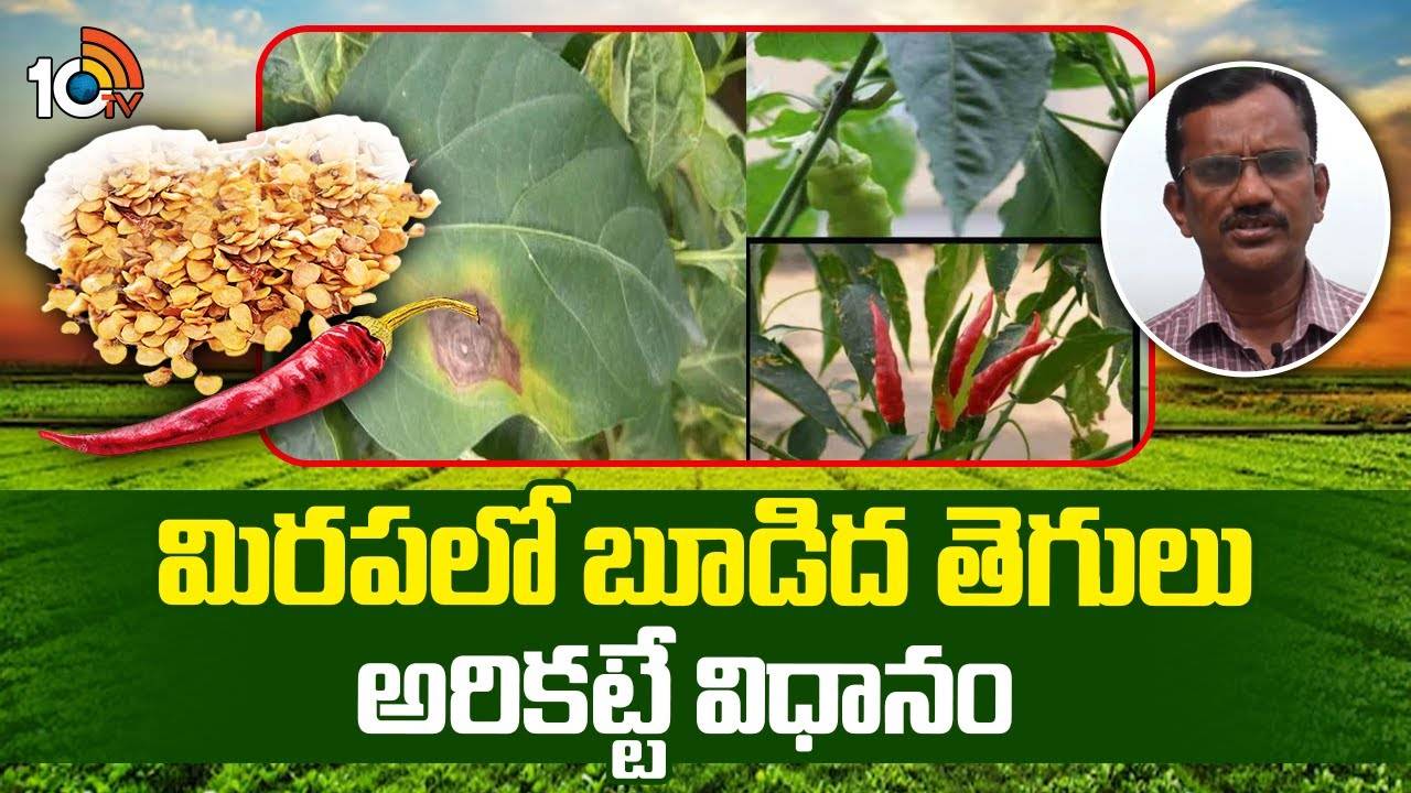 Chilli Crop Cultivation : మిరప తోటలకు బూడిద తెగులు తంటా.. ఇలా చేస్తేనే పంట చేతికి వస్తుందంటున్న శాస్త్రవేత్తలు Chilli Crop Cultivation : మిరప తోటలకు బూడిద తెగులు తంటా.. ఇలా చేస్తేనే పంట చేతికి వస్తుందంటున్న శాస్త్రవేత్తలు