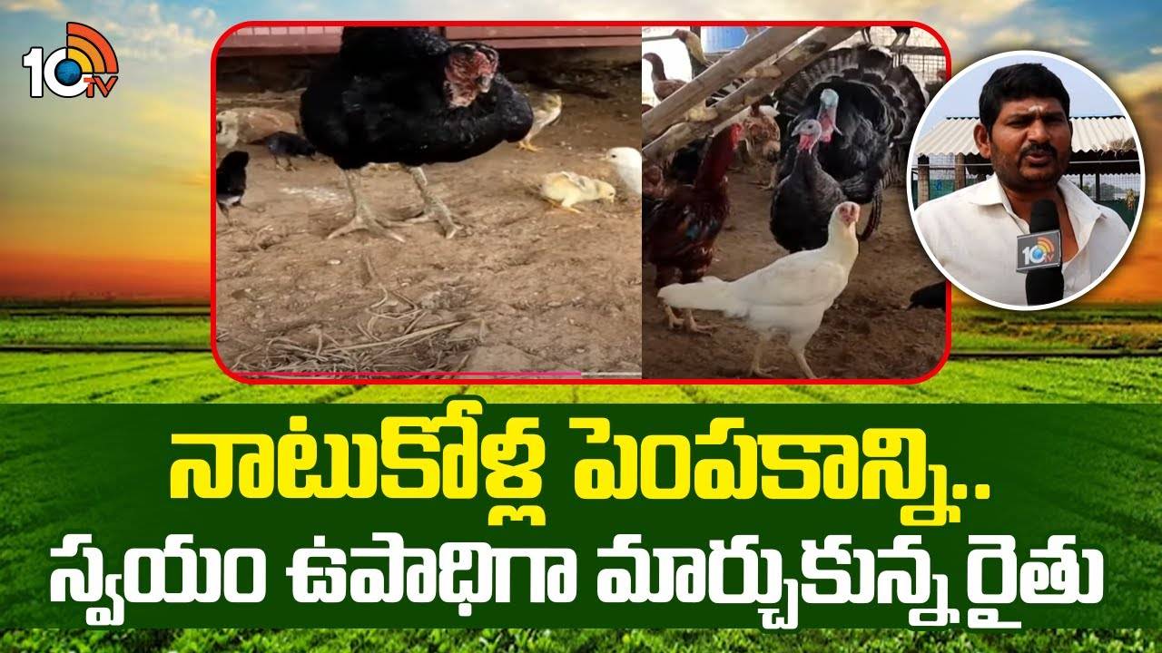 Chicken Farming : మేలుజాతి కోళ్లతో స్వయం ఉపాధి.. ఇంటి దగ్గరే ఉంటూ.. నెలకు రూ. 60 వేలు సంపాదిస్తున్న కోదాడ వాసి! Chicken Farming : మేలుజాతి కోళ్లతో స్వయం ఉపాధి.. ఇంటి దగ్గరే ఉంటూ.. నెలకు రూ. 60 వేలు సంపాదిస్తున్న కోదాడ వాసి!