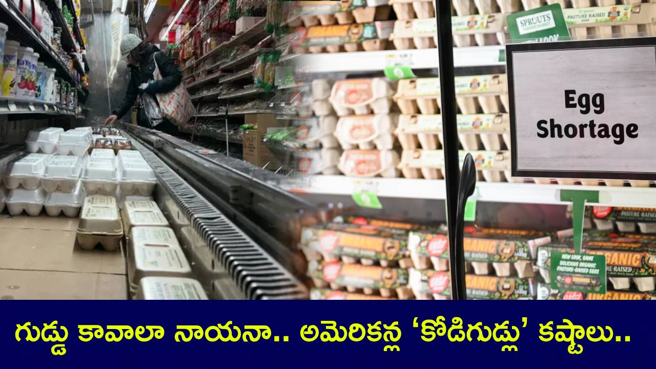 US Egg Crisis : అమెరికాలో కోడిగుడ్ల కొరత.. ఆకాశాన్నంటుతున్న ధరలు.. ఇంట్లోనే కోళ్లు పెంచేస్తున్నారు.. స్టోర్లలో ‘నో ఎగ్స్’ బోర్డులు..! US Egg Crisis : అమెరికాలో కోడిగుడ్ల కొరత.. ఆకాశాన్నంటుతున్న ధరలు.. ఇంట్లోనే కోళ్లు పెంచేస్తున్నారు.. స్టోర్లలో ‘నో ఎగ్స్’ బోర్డులు..!