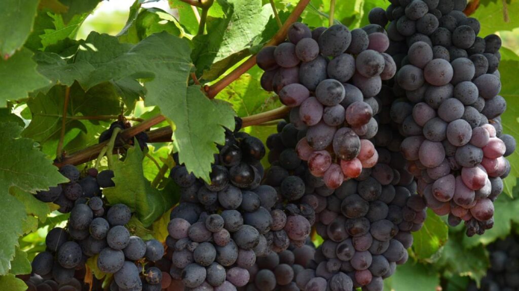 Grape Festival