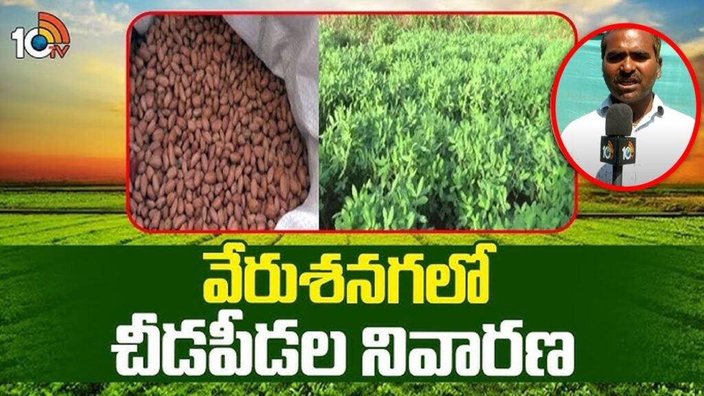 Groundnut Cultivation