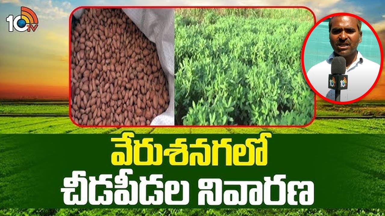 Groundnut Cultivation : రబీ వేరుశనగ పంటలో చీడపీడల బెడద.. ఈ సులభ పద్ధతులతో సులభంగా నివారించవచ్చు..! Groundnut Cultivation : రబీ వేరుశనగ పంటలో చీడపీడల బెడద.. ఈ సులభ పద్ధతులతో సులభంగా నివారించవచ్చు..!