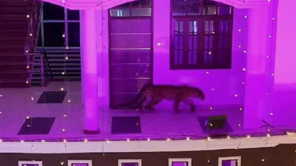 Leopard In Wedding