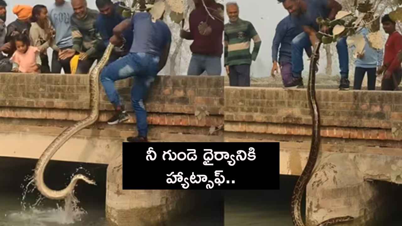 Viral Video : అమ్మ బాబోయ్.. నీ గుండె ధైర్యానికి హ్యాట్సాఫ్.. సింగిల్ హ్యాండ్ తో భారీ కొండచిలువను ఎలా బయటకు తీశాడో చూస్తే గూస్ బంప్సే.. Viral Video : అమ్మ బాబోయ్.. నీ గుండె ధైర్యానికి హ్యాట్సాఫ్.. సింగిల్ హ్యాండ్ తో భారీ కొండచిలువను ఎలా బయటకు తీశాడో చూస్తే గూస్ బంప్సే..