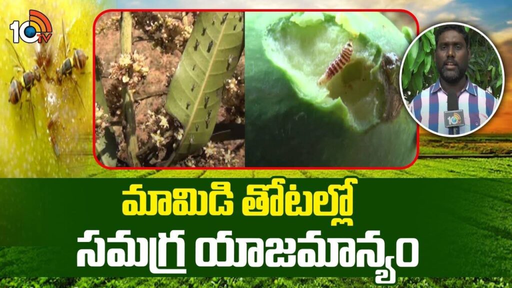 Management in Mango Orchards