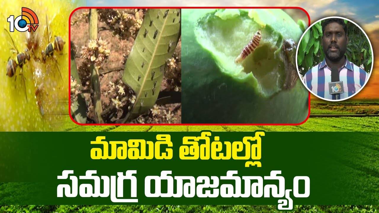 Mango Orchards : మామిడి పూత దశలో ఈ పొరపాట్లు అసలు చేయొద్దు.. అధిక దిగుబడులు పొందాలంటే? Mango Orchards : మామిడి పూత దశలో ఈ పొరపాట్లు అసలు చేయొద్దు.. అధిక దిగుబడులు పొందాలంటే?