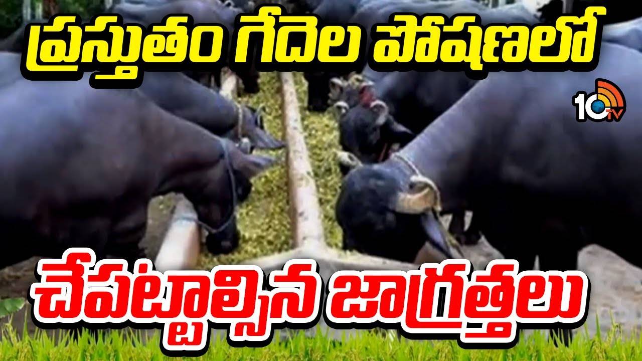 Milk Production : శీతాకాలంలో పశువుల విషయంలో ఈ జాగ్రత్తలు తప్పనిసరి.. పాల దిగుబడి తగ్గే ప్రమాదం..! Milk Production : శీతాకాలంలో పశువుల విషయంలో ఈ జాగ్రత్తలు తప్పనిసరి.. పాల దిగుబడి తగ్గే ప్రమాదం..!