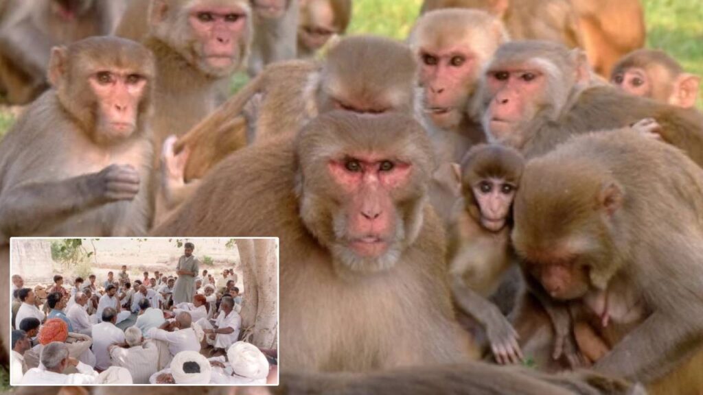 Monkeys
