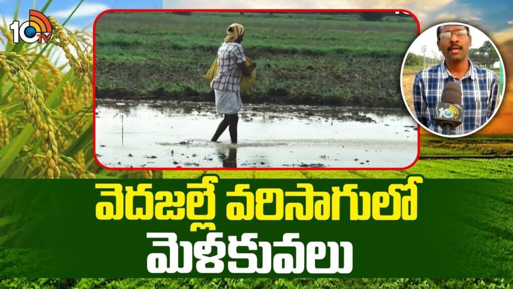 Paddy Cultivation
