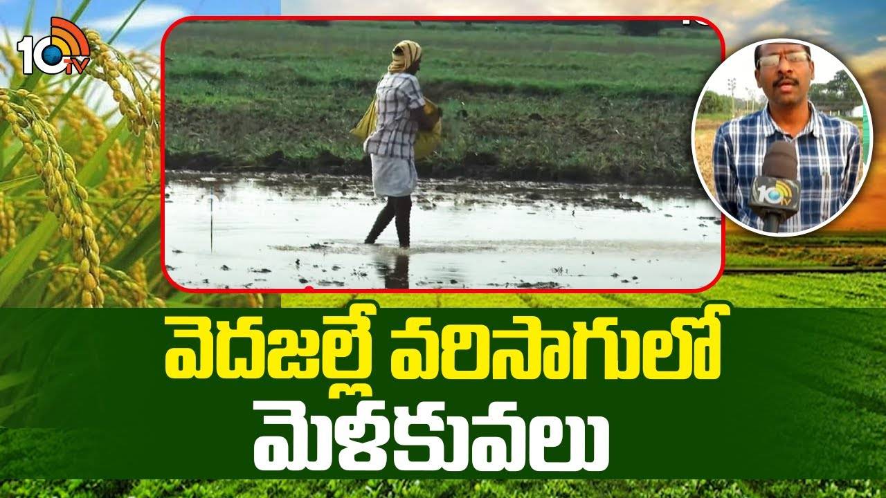Paddy Cultivation : రబీలో వరి వెదజల్లే పద్ధతికే సై అంటున్న రైతులు.. తక్కువ పెట్టుబడితో అధిక దిగుబడులు.. Paddy Cultivation : రబీలో వరి వెదజల్లే పద్ధతికే సై అంటున్న రైతులు.. తక్కువ పెట్టుబడితో అధిక దిగుబడులు..