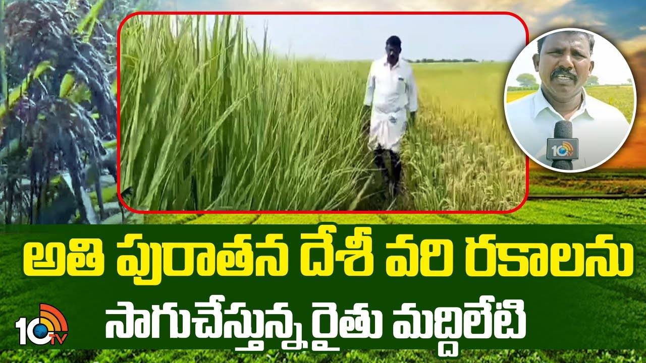 Paddy Cultivation : అతి పురాతన దేశీ వరి రకాల సాగుతో అధిక లాభాలు.. మార్కెట్లో మంచి డిమాండ్..! Paddy Cultivation : అతి పురాతన దేశీ వరి రకాల సాగుతో అధిక లాభాలు.. మార్కెట్లో మంచి డిమాండ్..!