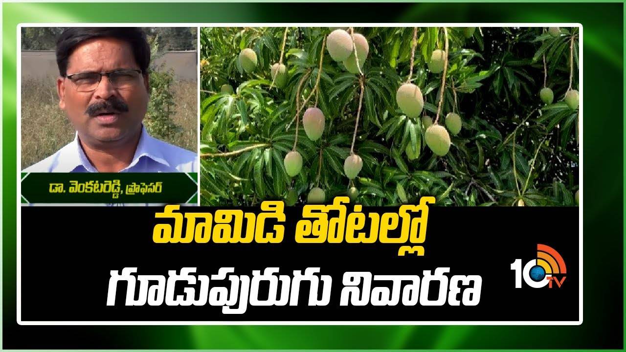 Mango Orchards : మామిడిలో గూడుపురుగల బెడద.. ఈ ప్రత్యేకమైన జాగ్రత్తలతో నివారించవచ్చు Mango Orchards : మామిడిలో గూడుపురుగల బెడద.. ఈ ప్రత్యేకమైన జాగ్రత్తలతో నివారించవచ్చు
