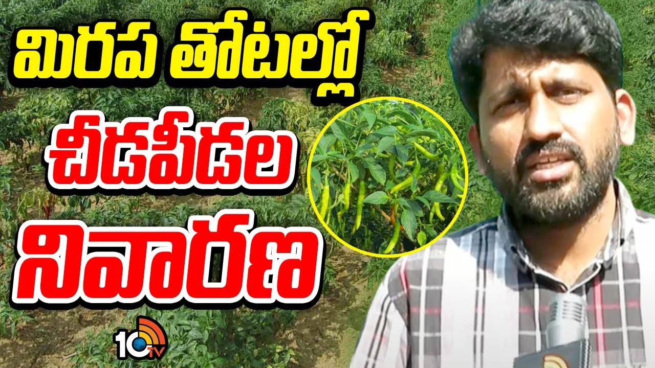 Chilli Farming : మిరప తోటలకు రసం పీల్చు పురుగుల బెడద.. ఎలా నివారణ చర్యలు చేపట్టాలంటే? Chilli Farming : మిరప తోటలకు రసం పీల్చు పురుగుల బెడద.. ఎలా నివారణ చర్యలు చేపట్టాలంటే?