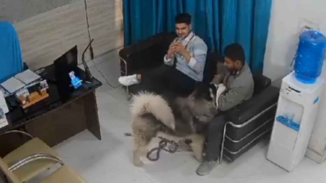 Pet Dog Attack : అత్యంత భయానకం.. క్రూరమృగంలా మారిన పెంపుడు కుక్క.. ఎంత దారుణంగా దాడి చేసిందో చూడండి.. Pet Dog Attack : అత్యంత భయానకం.. క్రూరమృగంలా మారిన పెంపుడు కుక్క.. ఎంత దారుణంగా దాడి చేసిందో చూడండి..