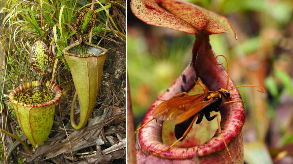 Pitcher Plant