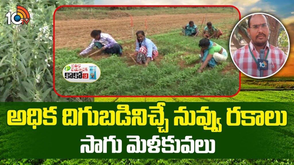 Sesame Crop Farming