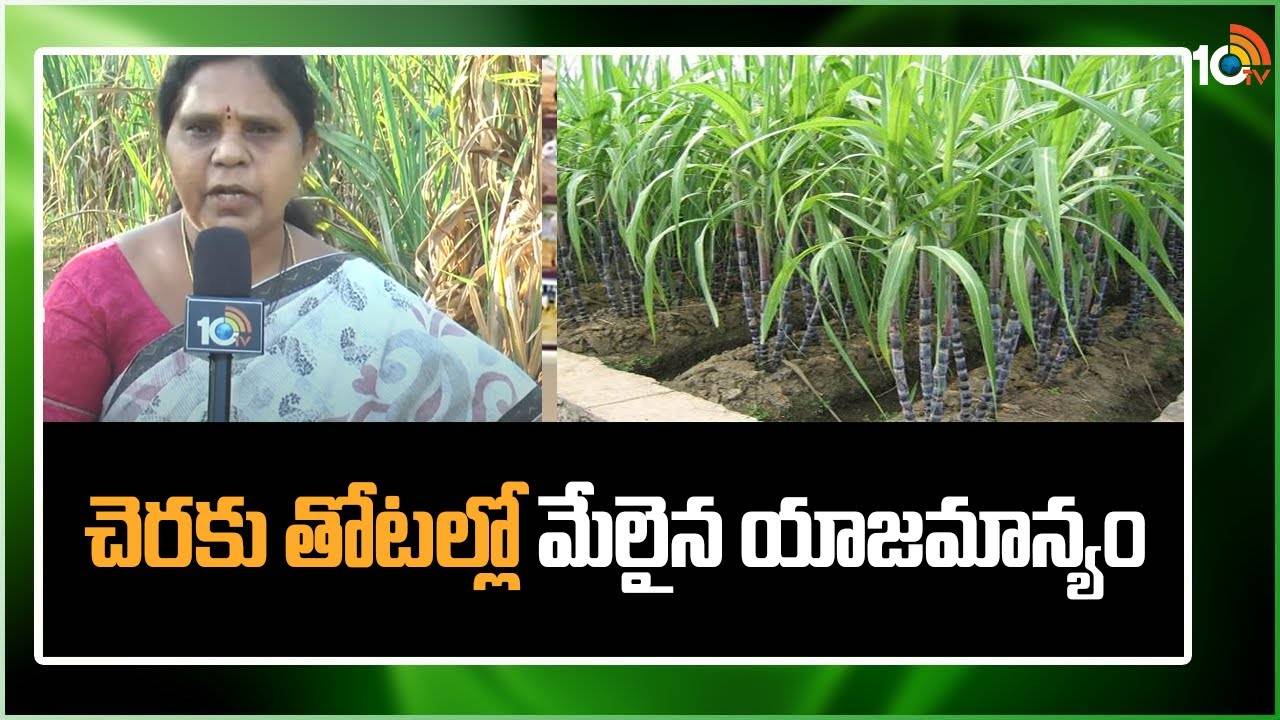 Sugarcane Cultivation : కార్శీచెరకుతోటల సాగుతో సమయం, పెట్టుబడి ఆదా.. అధిక దిగుబడులకు శాస్త్రవేత్తల సూచనలు Sugarcane Cultivation : కార్శీచెరకుతోటల సాగుతో సమయం, పెట్టుబడి ఆదా.. అధిక దిగుబడులకు శాస్త్రవేత్తల సూచనలు