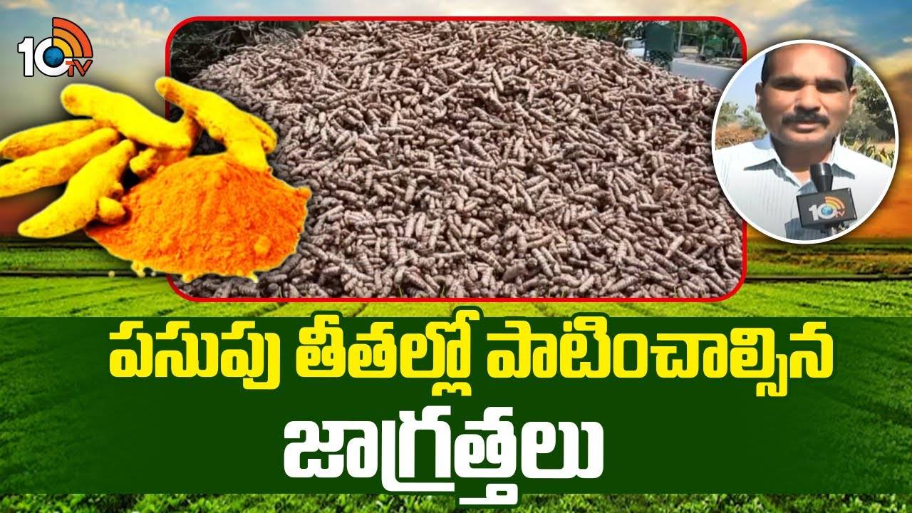 Turmeric Crop Cultivation : పసుపు తీతల్లో పాటించాల్సిన జాగ్రత్తలు.. నాణ్యమైన పసుపుకు ముందస్తూ సూచనలు Turmeric Crop Cultivation : పసుపు తీతల్లో పాటించాల్సిన జాగ్రత్తలు.. నాణ్యమైన పసుపుకు ముందస్తూ సూచనలు