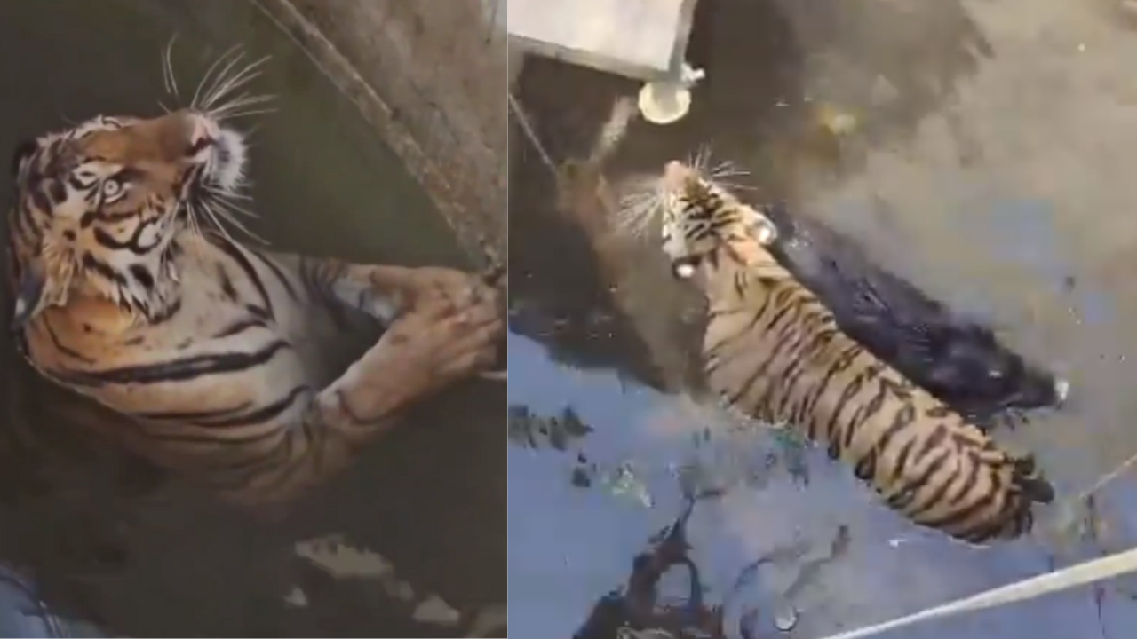 Viral Video: దీన్ని వేటాడి కడుపునిండా తిందామనుకున్న పులికి.. బావి రూపంలో దురదృష్టం వచ్చి అనుకోని ట్విస్ట్.. Viral Video: దీన్ని వేటాడి కడుపునిండా తిందామనుకున్న పులికి.. బావి రూపంలో దురదృష్టం వచ్చి అనుకోని ట్విస్ట్..