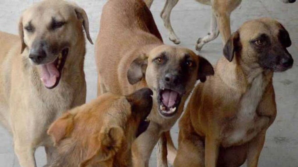 strays