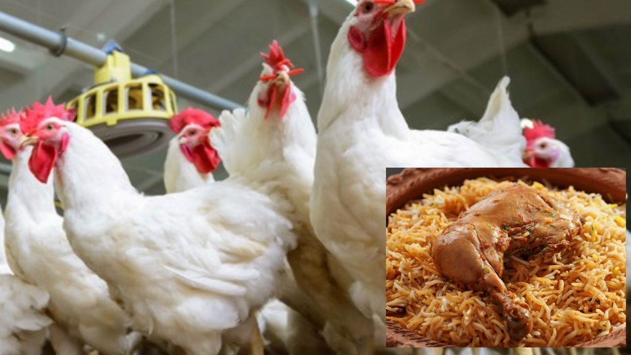 Chicken: పలు ప్రాంతాల్లో కోళ్ల మృతి.. చికెన్ తింటున్నారా? అధికారులు ఏమంటున్నారంటే? Chicken: పలు ప్రాంతాల్లో కోళ్ల మృతి.. చికెన్ తింటున్నారా? అధికారులు ఏమంటున్నారంటే?