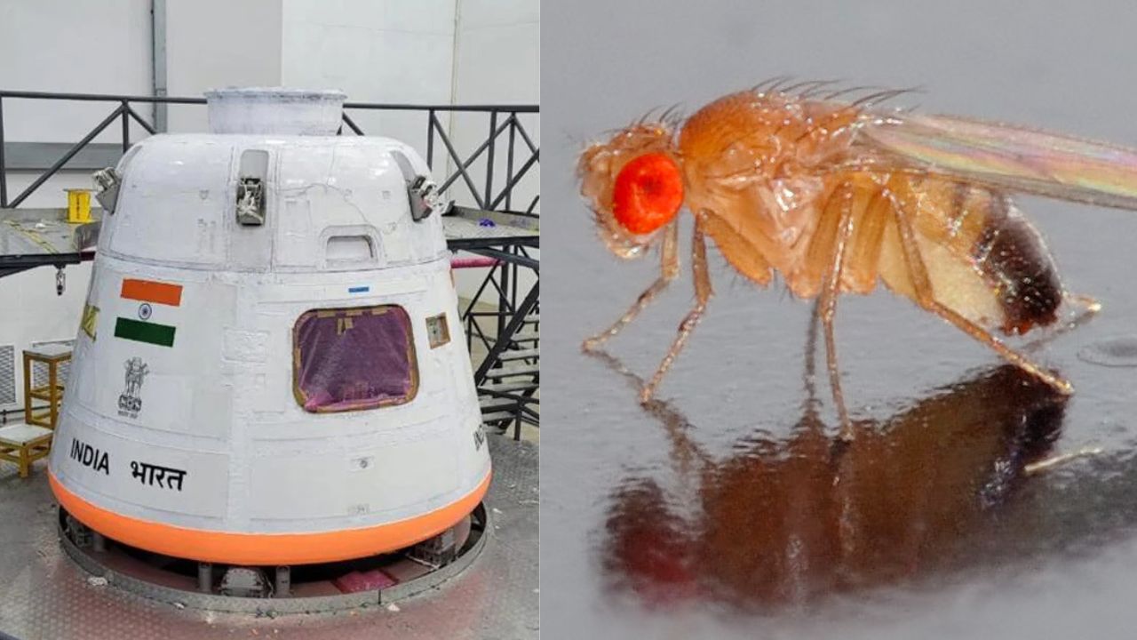 ISRO Gaganyaan: ఇస్రో మహాద్భుత ప్రయోగం.. గగన్యాన్ ప్రాజెక్టులో అంతరిక్షానికి నుసిపురుగులు.. ఎందుకంటే? ISRO Gaganyaan: ఇస్రో మహాద్భుత ప్రయోగం.. గగన్యాన్ ప్రాజెక్టులో అంతరిక్షానికి నుసిపురుగులు.. ఎందుకంటే?