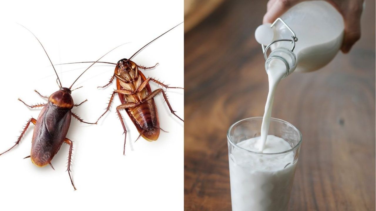 Cockroach milk: భవిష్యత్తులో మనం బొద్దింక పాలను తాగుతామా? ఆవు పాల కంటే బెటర్.. అంతేకాదు.. Cockroach milk: భవిష్యత్తులో మనం బొద్దింక పాలను తాగుతామా? ఆవు పాల కంటే బెటర్.. అంతేకాదు..